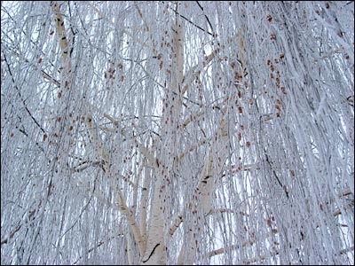Early morning frost covers a weeping birch. Calgary. 13 March 2002. Copyright © 2002 Grant Hutchinson