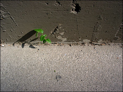 Seedling between concrete and asphalt. 5th Avenue Southwest, Calgary. 06 June 2003. Copyright © 2003 Grant Hutchinson