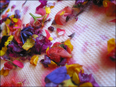 Flower petals drying on a paper towel. Calgary. 23 June 2003. Copyright © 2003 Grant Hutchinson
