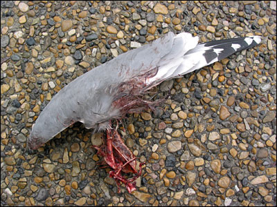 Gull wing on sidewalk sans corpse. 7th Street Southwest, Calgary. 17 May 2002. Copyright © 2002 Grant Hutchinson