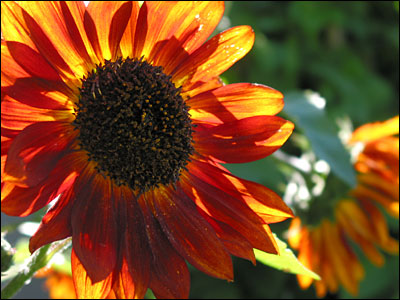 Backyard sunflowers. Calgary. 08 September 2002. Copyright © 2002 Grant Hutchinson